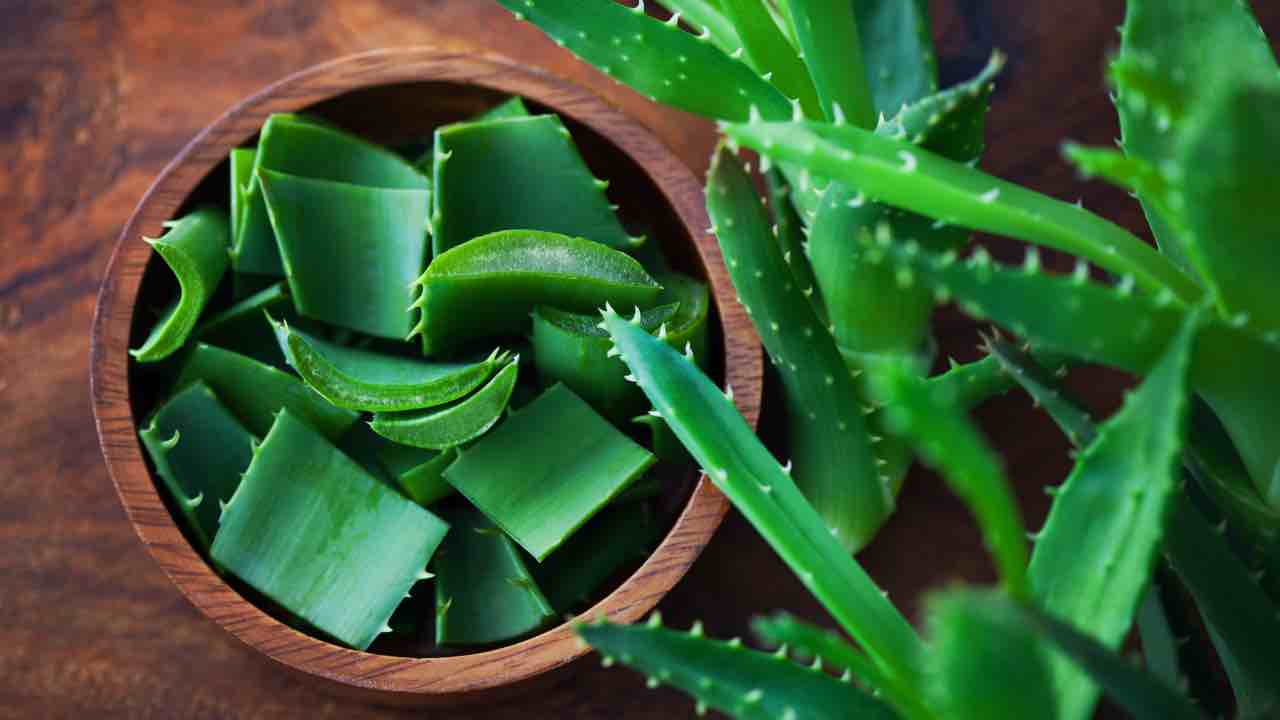 Aloe vera - Modaeimmagine.it